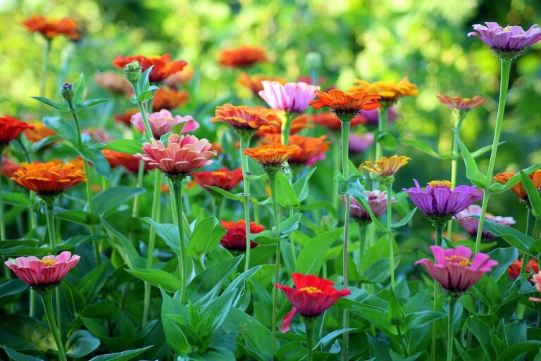 Grow California Giants Zinnias for Bold, Long-Lasting Summer Blooms