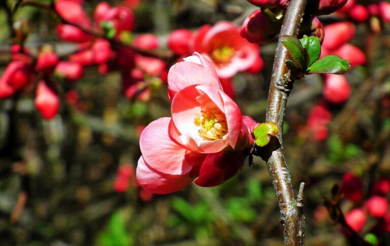 How to Grow Easy-Care Sweet Almond Bush for Irresistible Vanilla-Scented Blooms