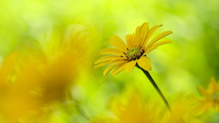 13 Easy Perennials That Thrive in Scorching Late-Summer Heat