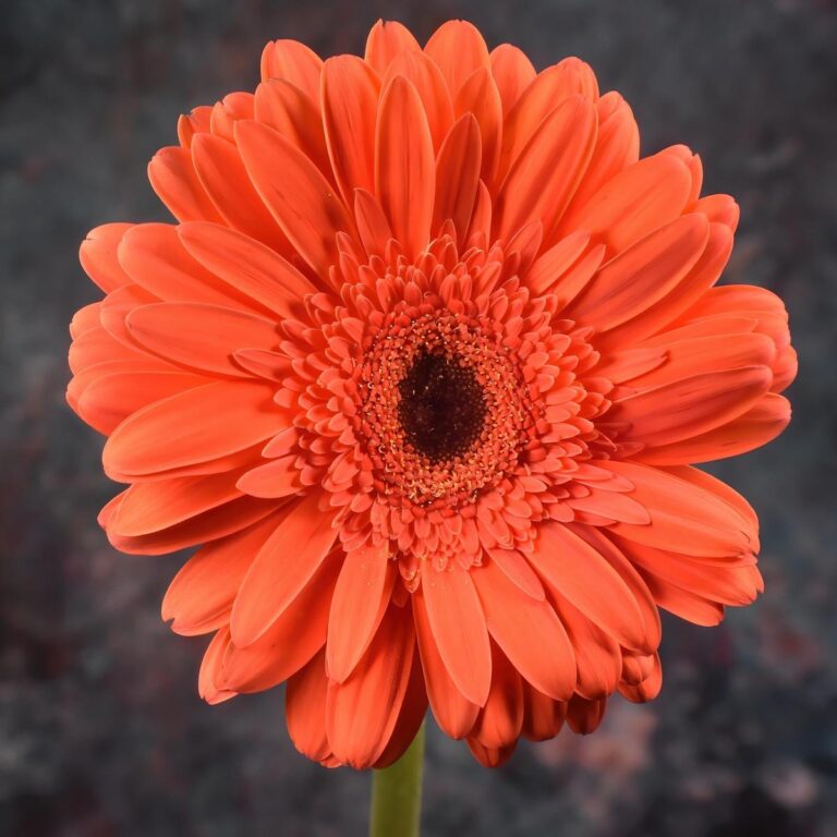 5 Proven Tips to Grow Colorful Gerbera Daisies in Containers