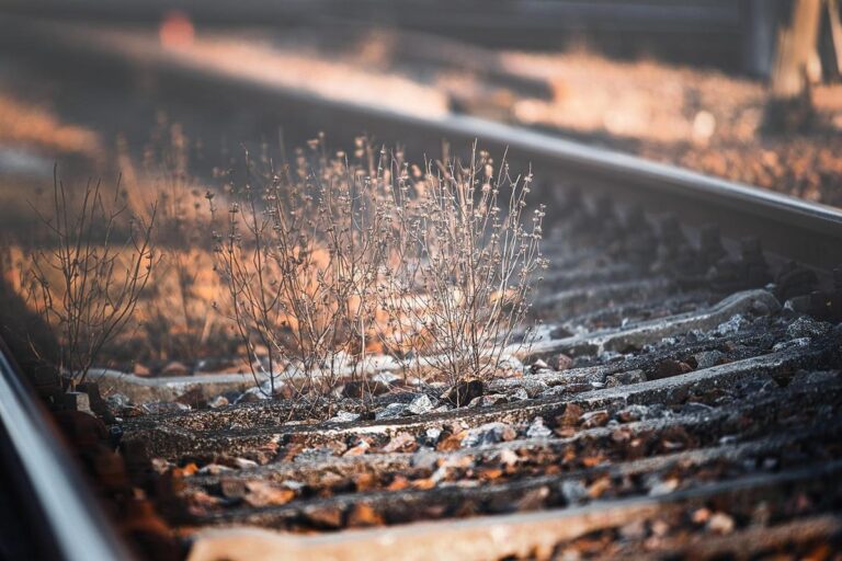 7 Proven Tactics to Banish Gravel Weeds for a Pristine Garden