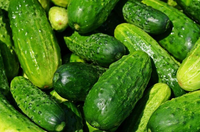 9 Vegetables to Plant in July for a Thriving Fall Harvest
