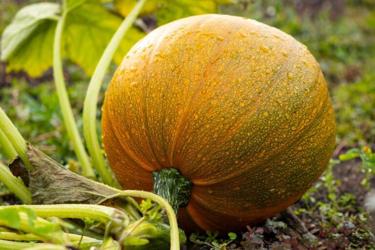 Growing Heirloom Squash: A Complete Guide to Time-Tested Varieties