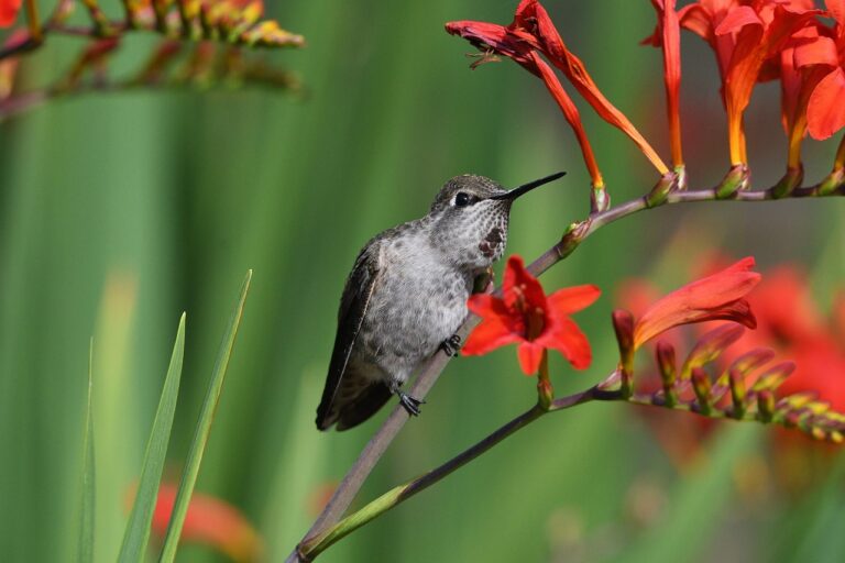 You Can Increase Hummingbird Visits with Low-Maintenance Firecracker Bush